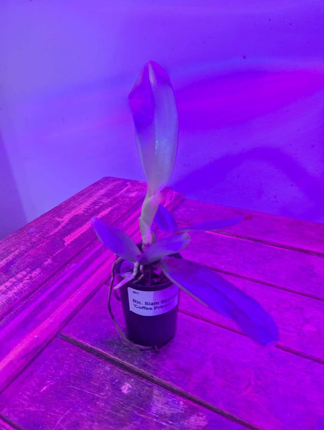 Customer photo review of Cattleya Orchid - Orchidaceae