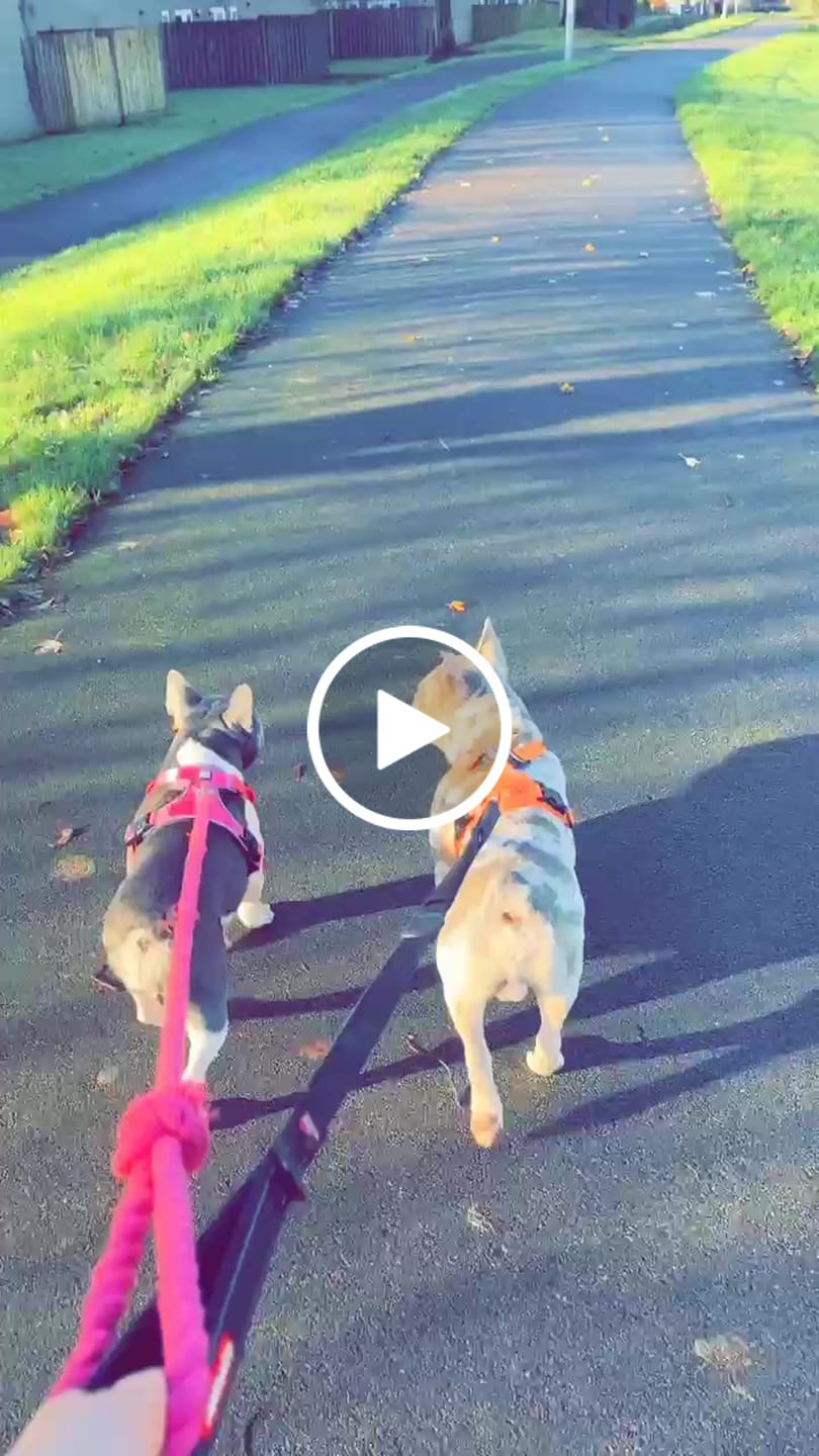 Customer video review of Comfort Premium Harness | Non Restrictive - Magenta