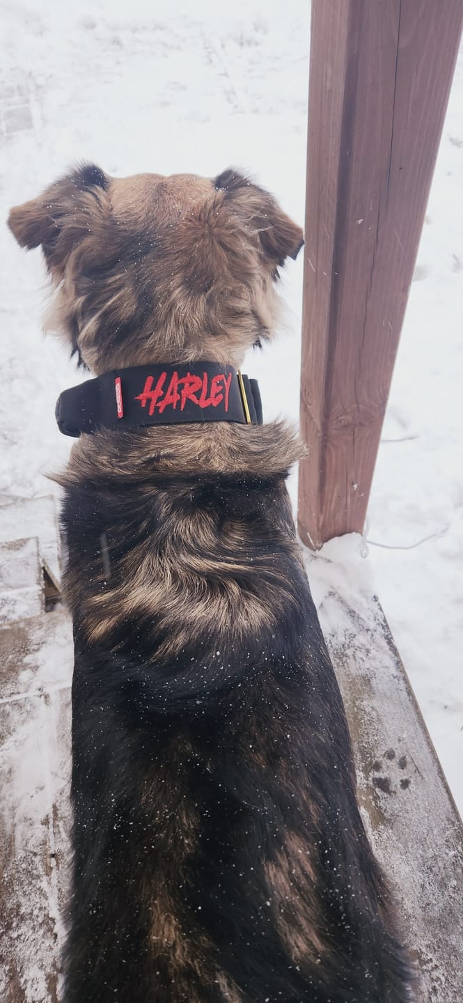 Customer photo review of 2" Tacti Luxe Dog Collar - Gold Noir