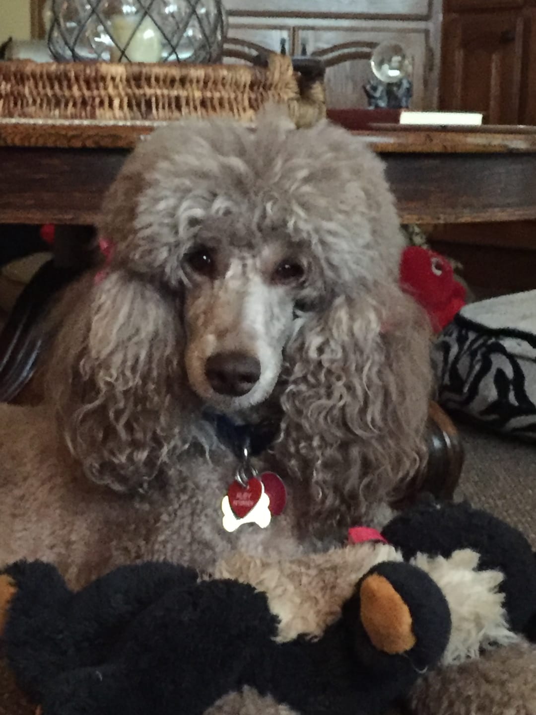 Customer photo review of Poodle (Sporting Clip) Christmas Card White | Single or Pack of 10 | 25 Dog Colors | Choose Phrases | Pet Holiday Cards | Santa Hat