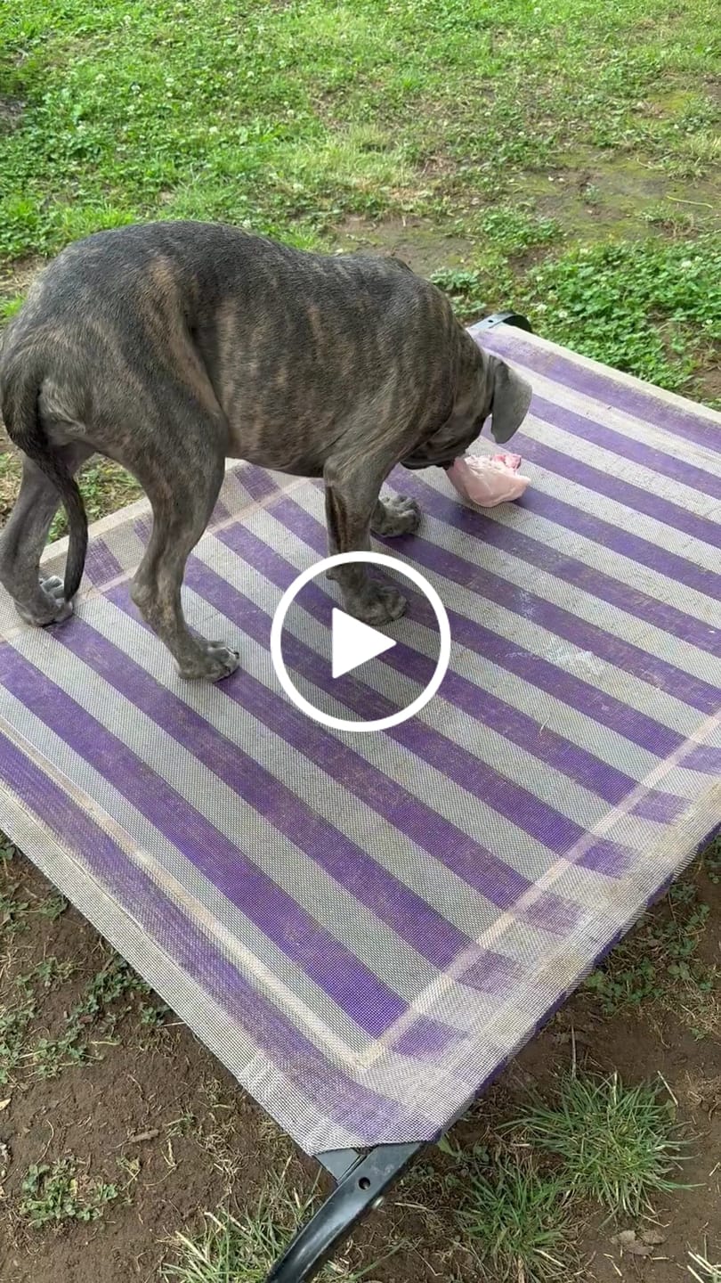 Customer video review of Raw Green Tripe