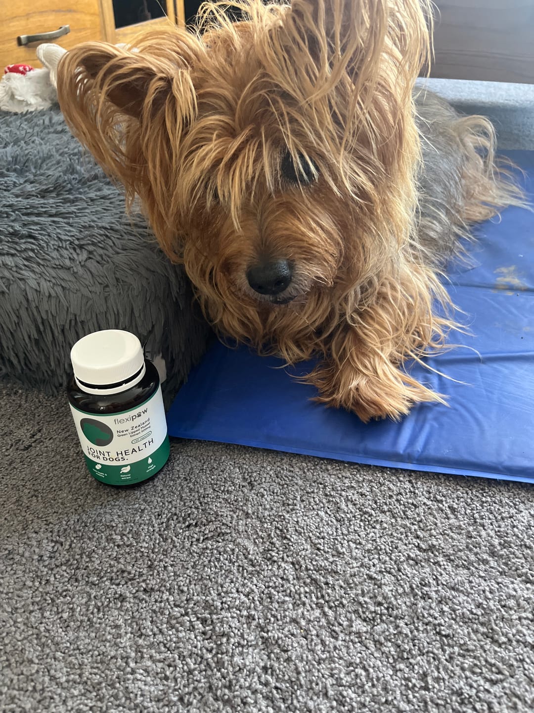 Customer photo review of Green Lipped Mussel capsules for Dogs - Hip & Joint Health