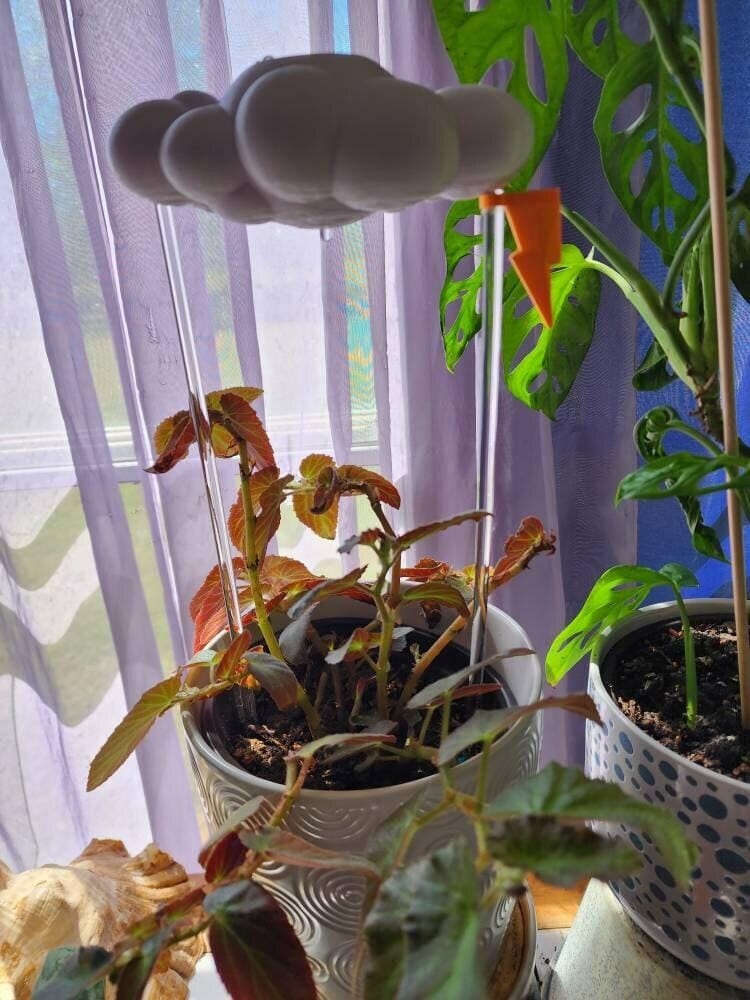 Customer photo review of Original Dripping Rain Cloud