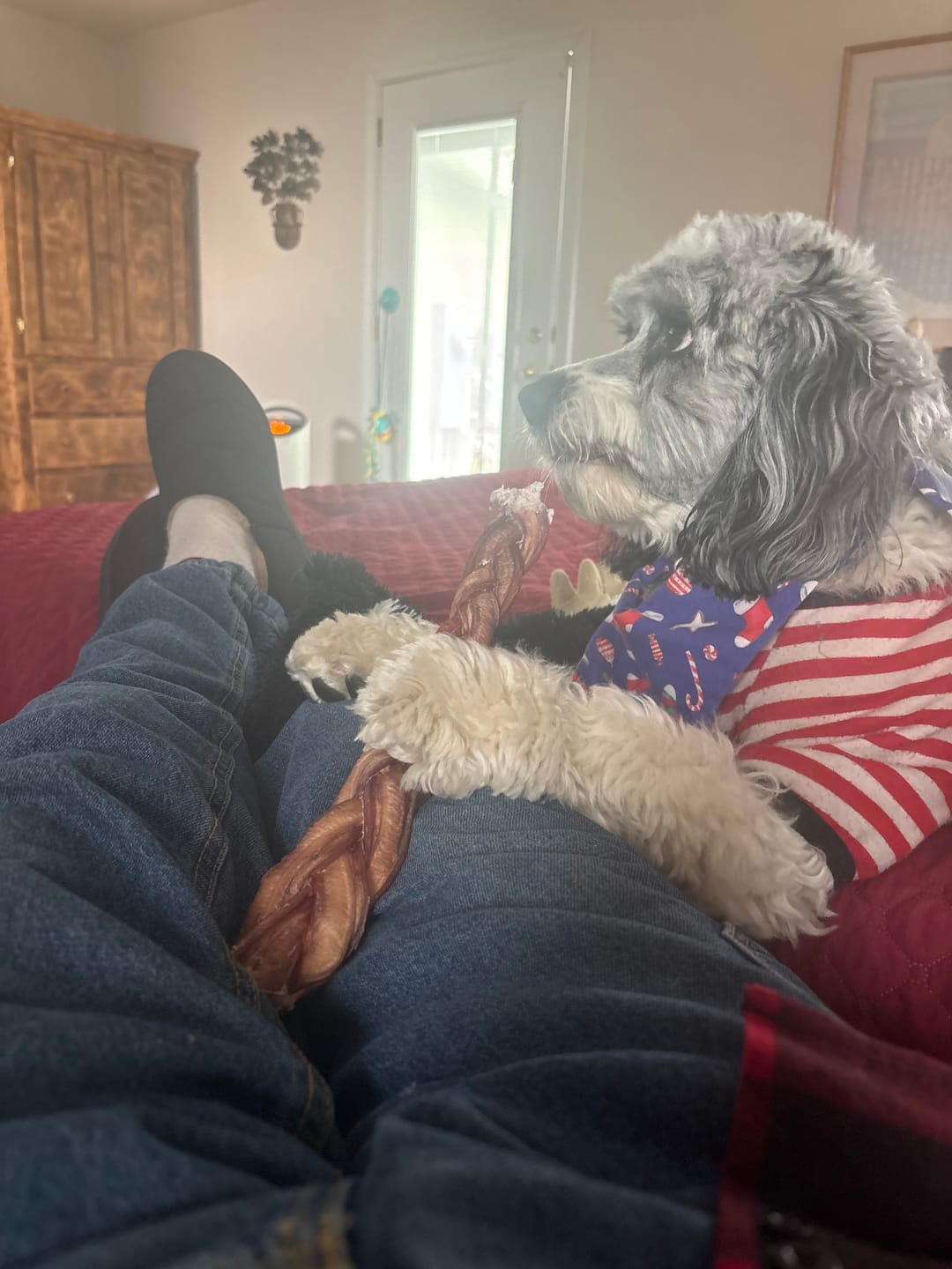 Customer photo review of 12 Inch Thick Braided Bully Stick