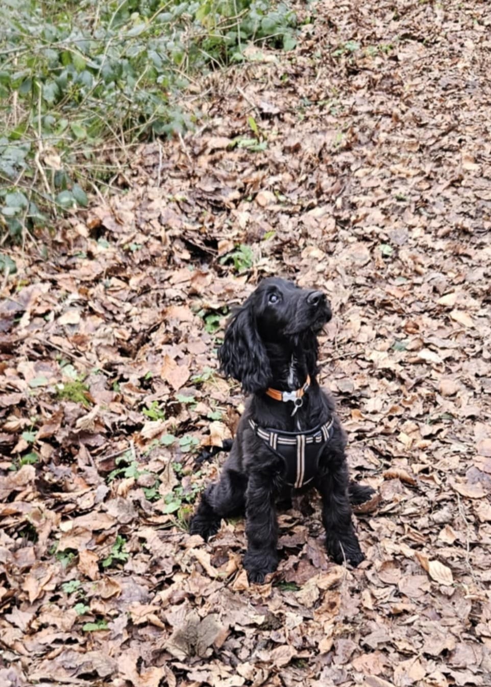 Customer photo review of Comfort Step-in Dog Harness  | Reflective | Black