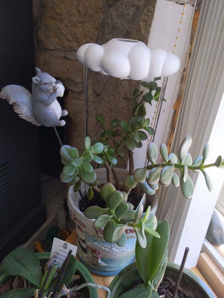 Customer photo review of Original Dripping Rain Cloud