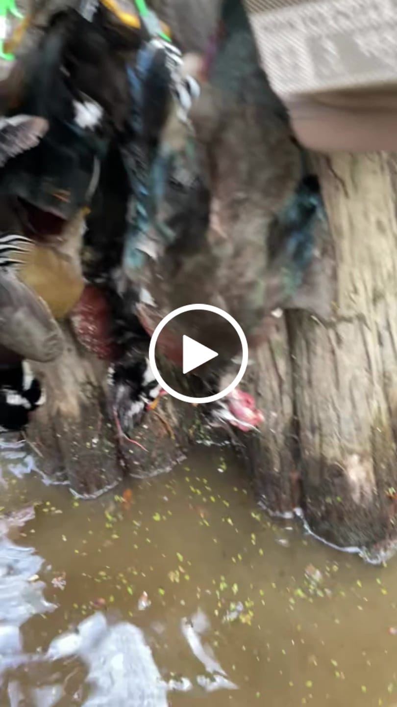 Customer video review of TorridSeeker Heated Duck Waterfowl Hunting Neoprene Chest Waders