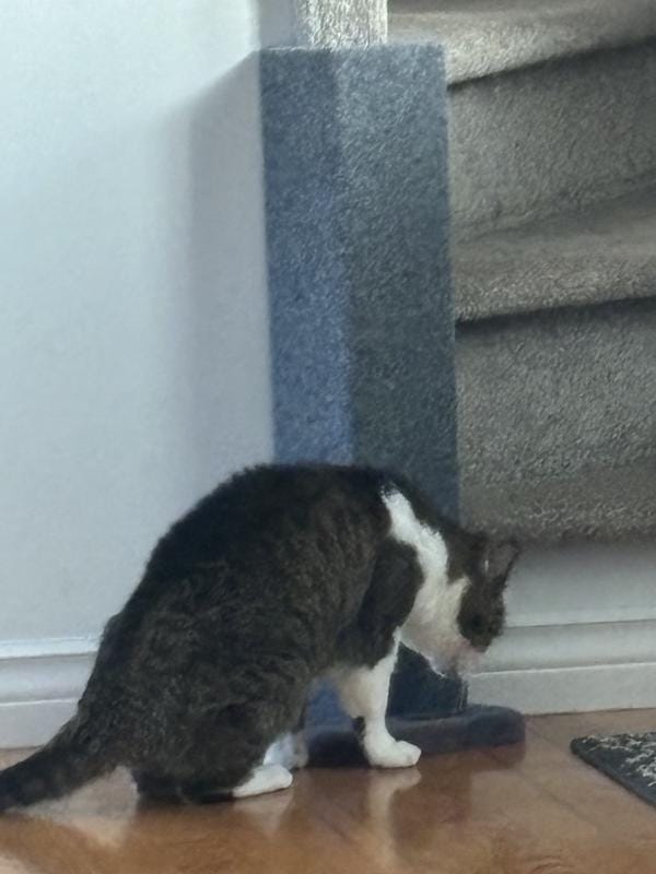 Customer photo review of Noba Corner Cat Scratcher and Protector - 23 Inch