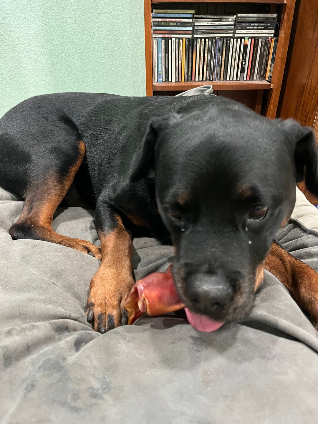 Customer photo review of Pig Ear Treats for Dogs