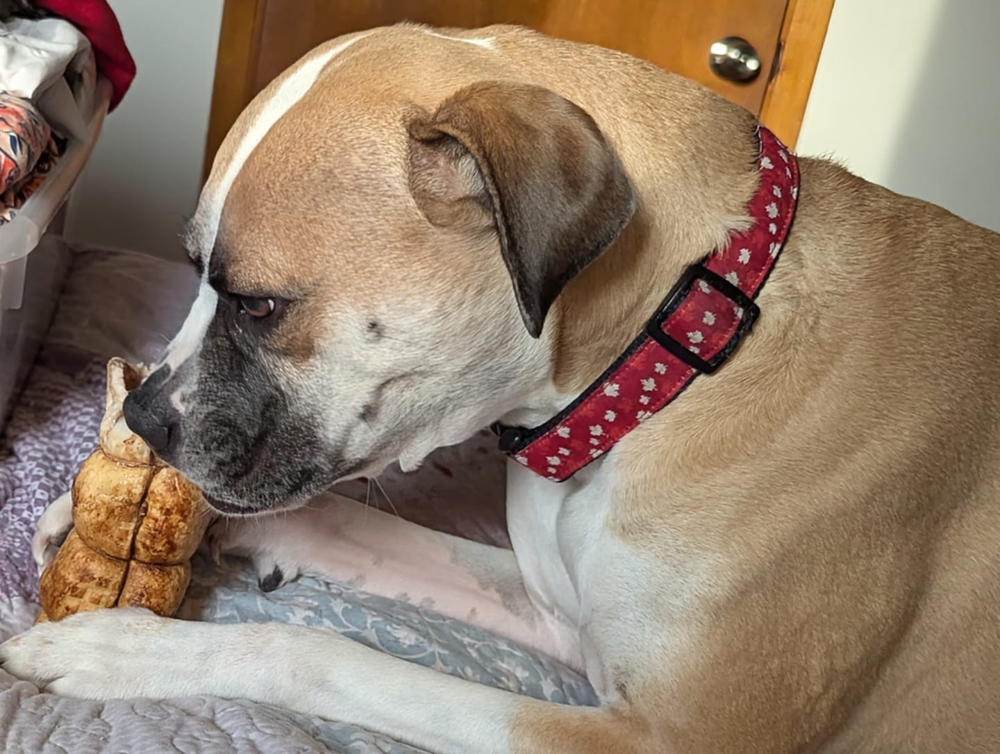 Customer photo review of 5-6 Inch Peanut Butter Cheek Roll