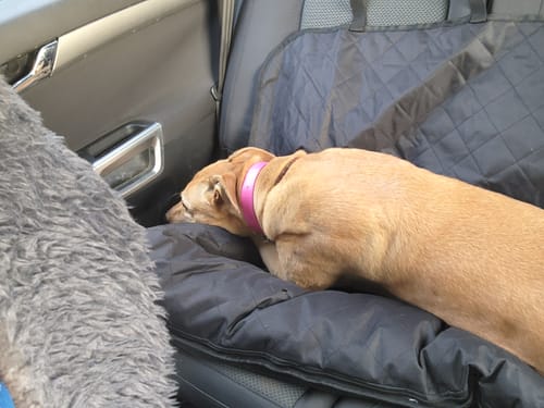 Customer photo review of Car Seat Cover