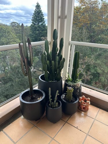 Customer photo review of Thomas