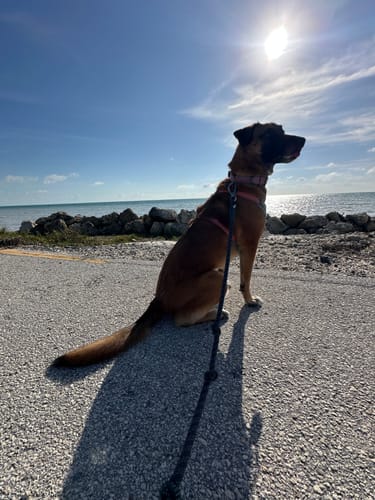 Customer photo review of Keepaws™ Leather AirTag Collar