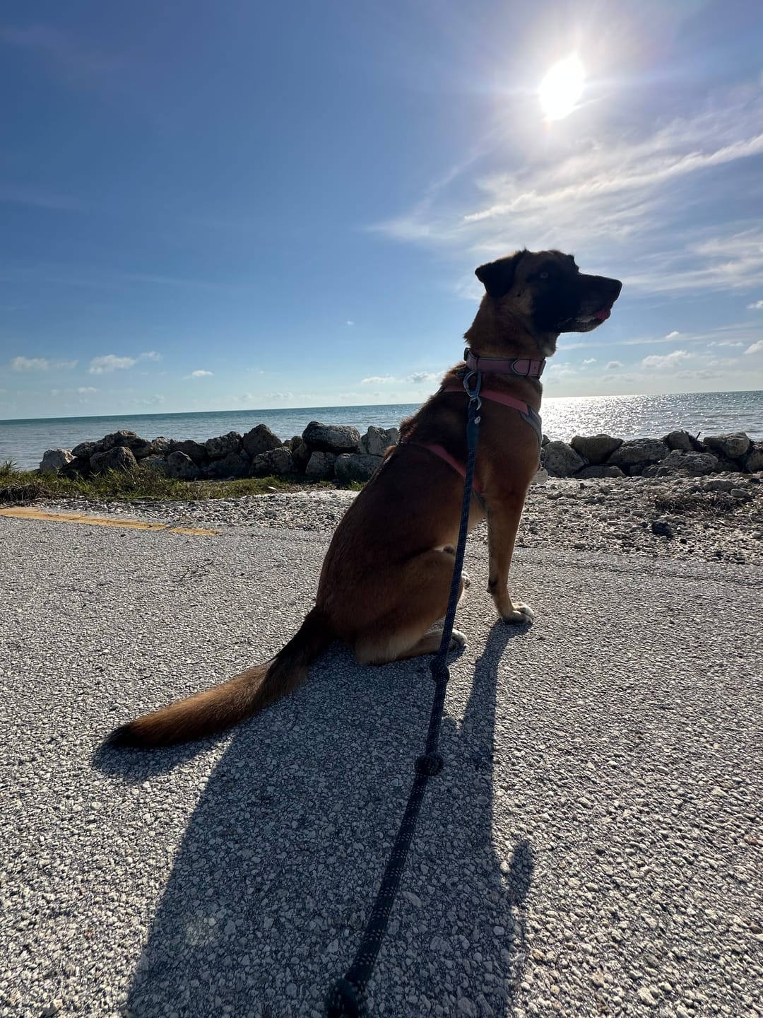 Customer photo review of Keepaws™ Leather AirTag Collar
