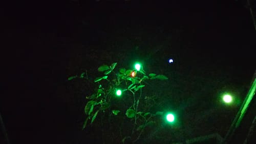 Customer photo review of GardenBrite™ Solar Firefly Lights