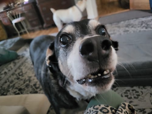 Customer photo review of Freedom Joint Drops