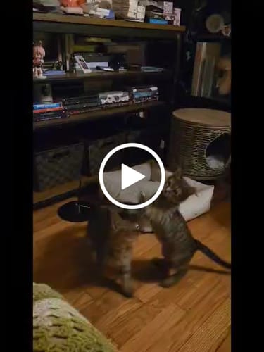 Customer video review of Interactive Bird Simulation Cat Toy Hybrid Bundle