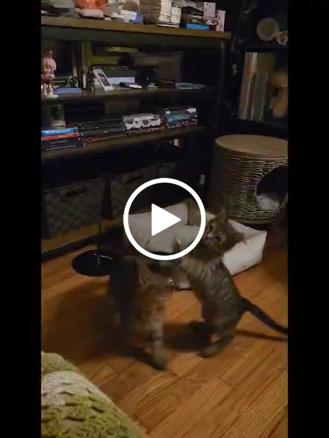 Customer video review of Interactive Bird Simulation Cat Toy Hybrid Bundle