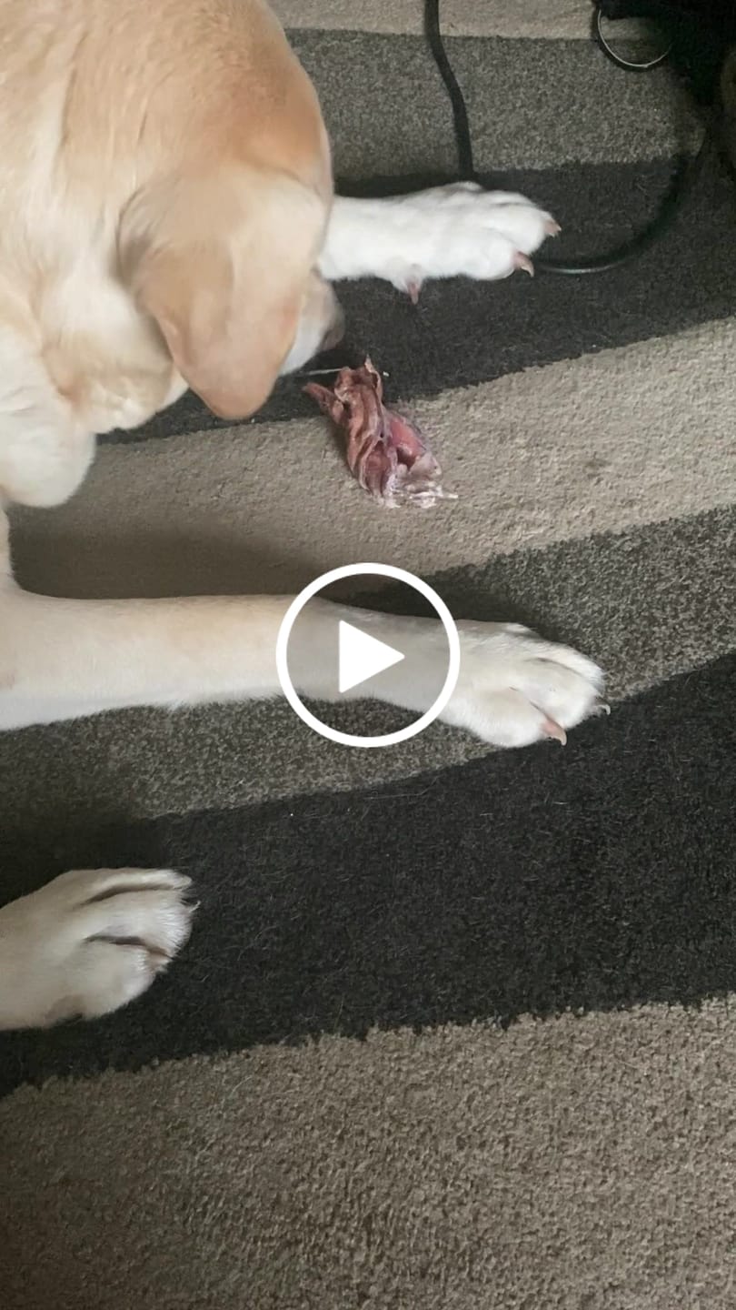 Customer video review of Braided Bully Sticks - 6 Inch