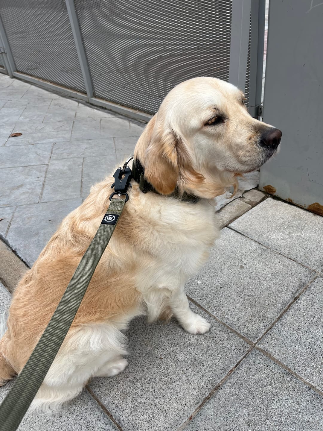 Customer photo review of 4cm Combat® Collar | Handle & Rated Clip -  Khaki