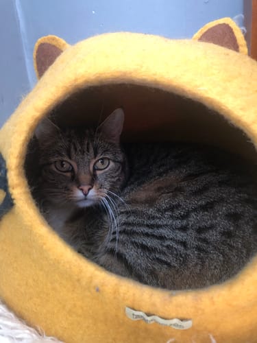 Customer photo review of Cat Cave - Cat Head Yellow