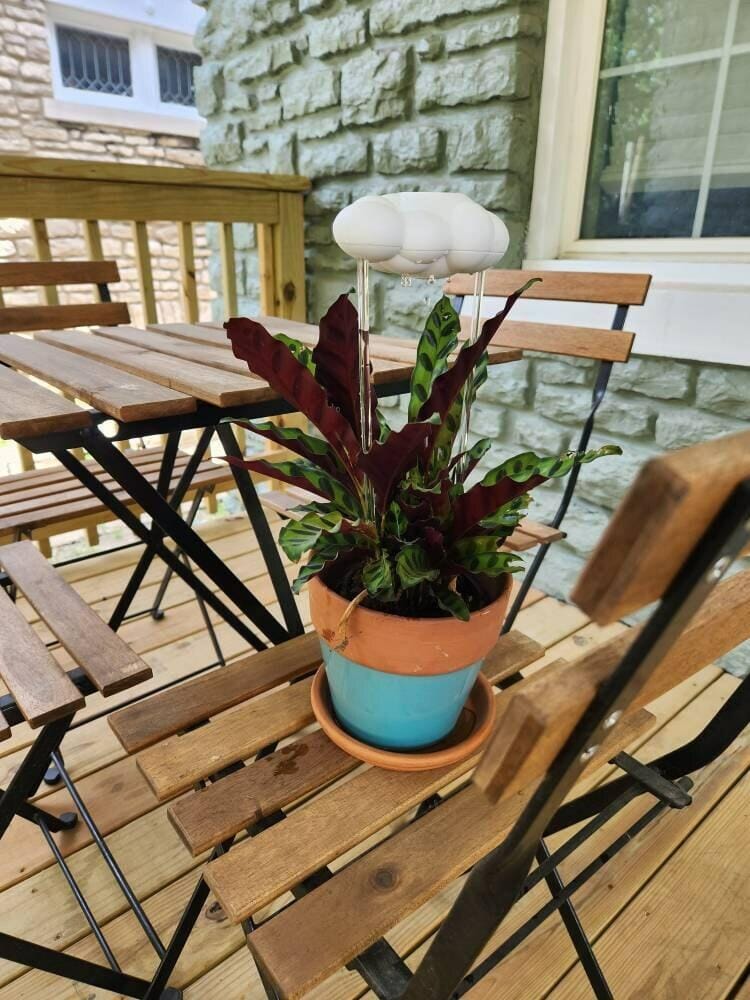Customer photo review of Original Dripping Rain Cloud