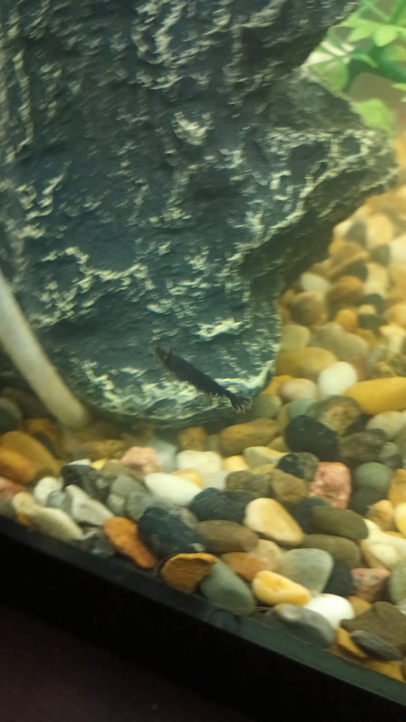 Customer photo review of Chocolate Shrimp