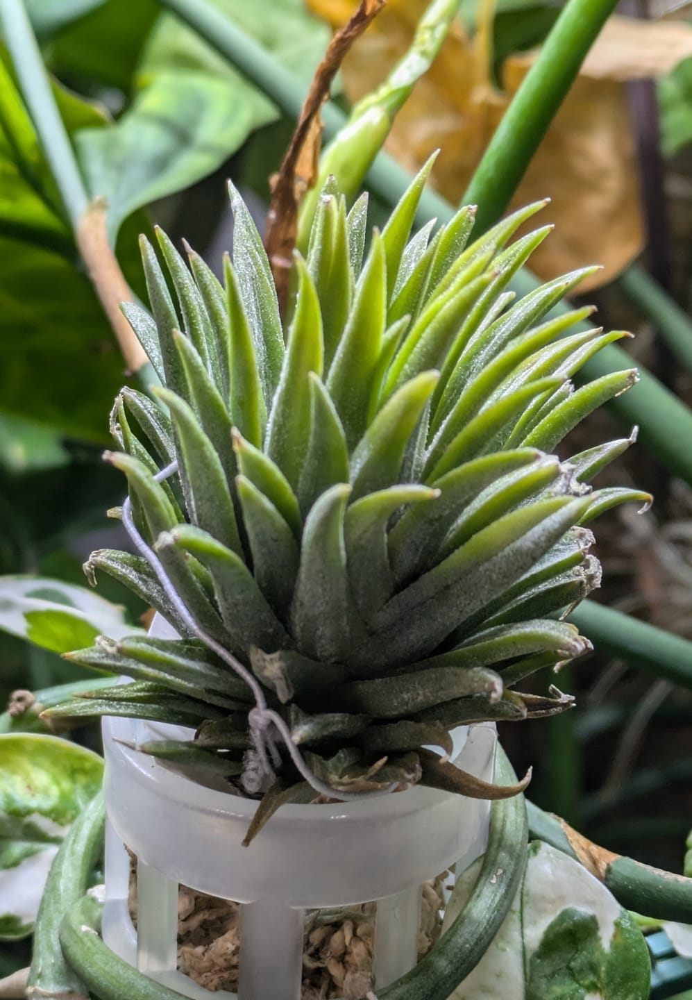 Customer photo review of Ionantha 'Mayan Temple'  *NEW WORLDWIDE RELEASE!*