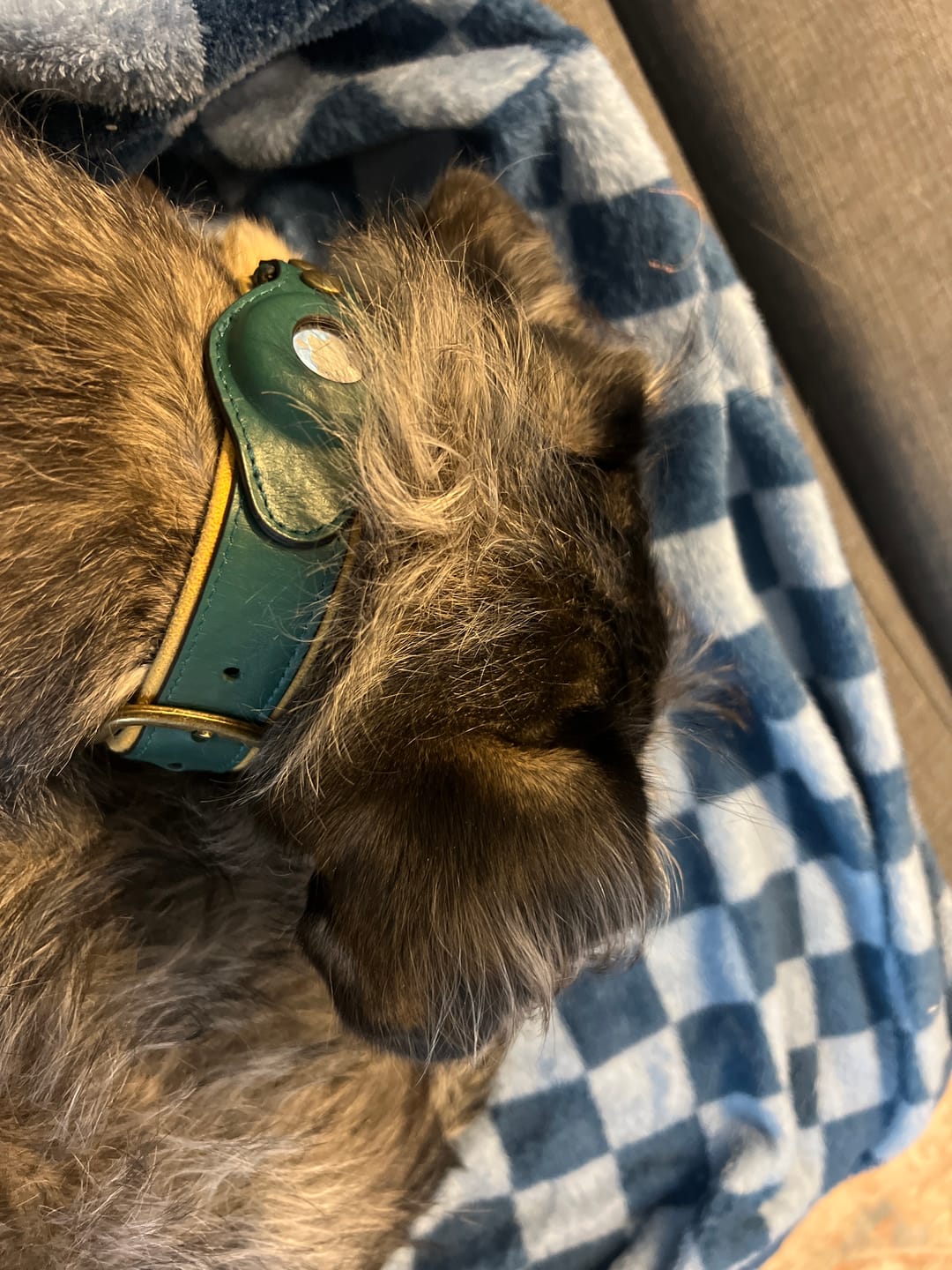 Customer photo review of Keepaws™ Leather AirTag Collar
