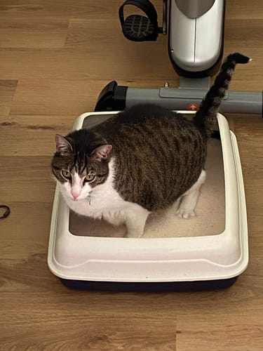 Customer photo review of 1 Month Supply – 2 Cat