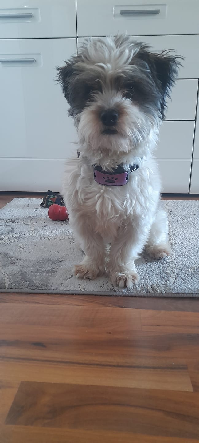 Customer photo review of Emmalove - Tierfreundliches Anti-Bell Halsband