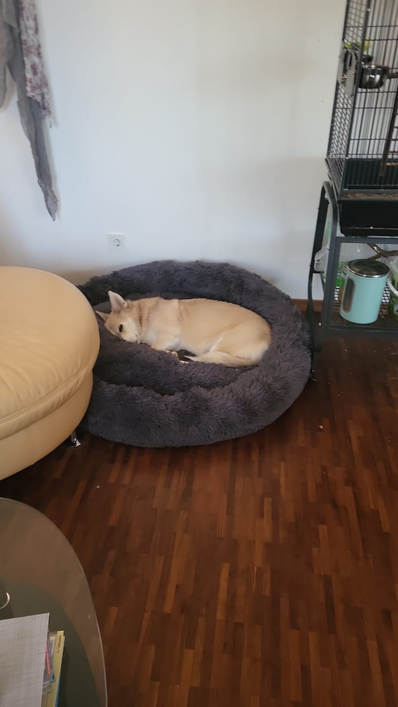Customer photo review of Hundebett Belune® - Das Original