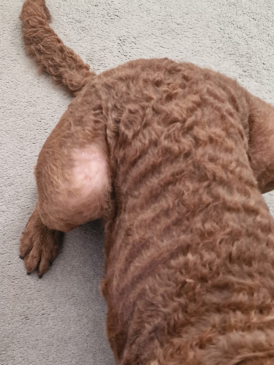 Customer photo review of Dog Gel