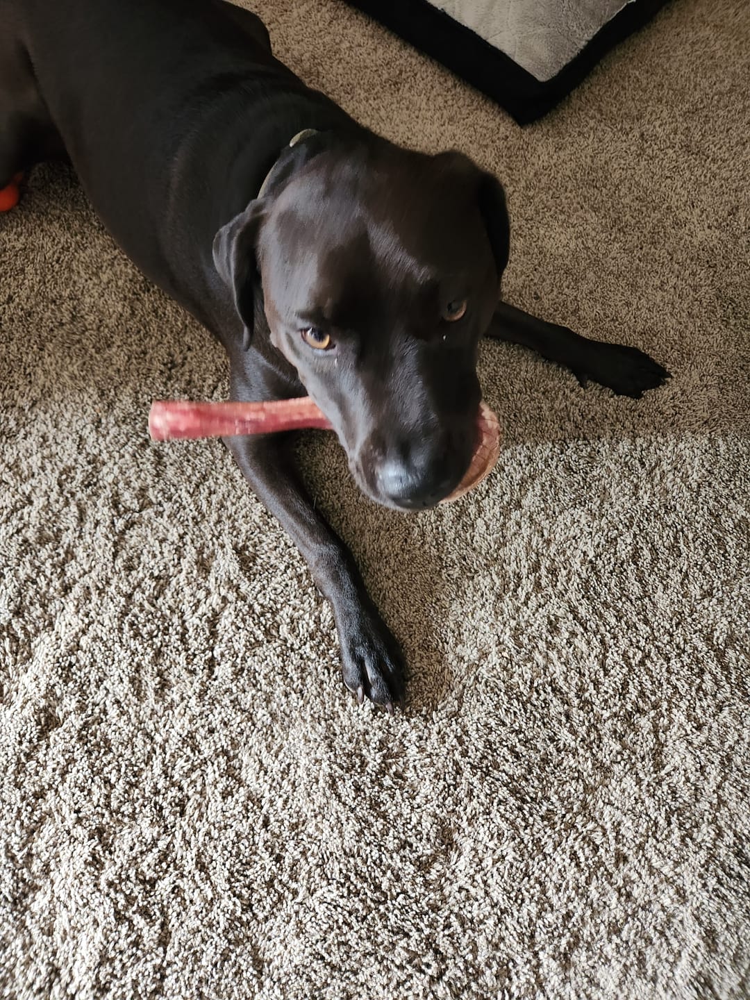 Customer photo review of Beef Collagen Sticks - 6 Inch