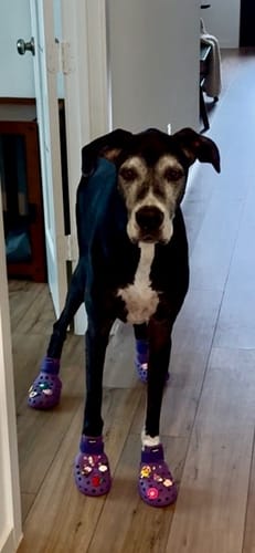 Customer photo review of WagWellies® Mojave