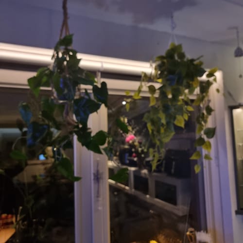 Customer photo review of Anthurium Kunst Hangplant 95cm