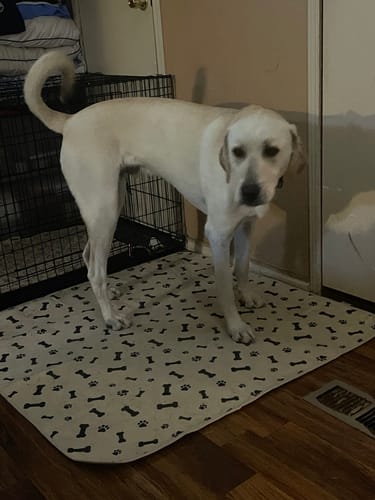 Customer photo review of Potty Buddy™ - The Durable Leak-Free Potty Pad