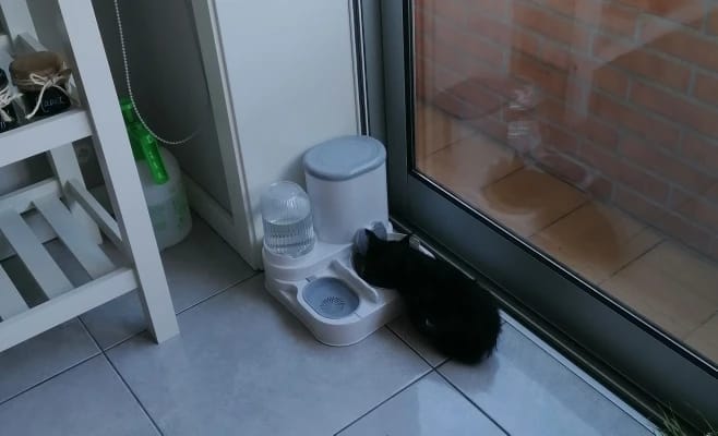 Customer photo review of Automatic Feeder and Drinker Bowl