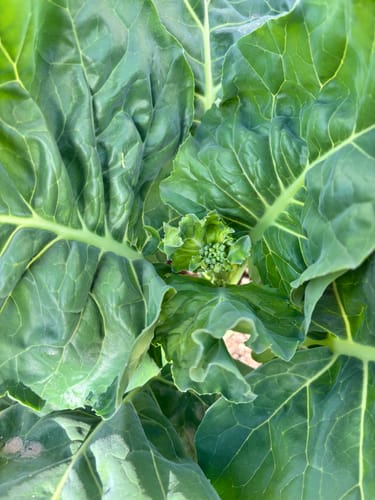Customer photo review of Chinese Broccoli / Kailaan Seeds