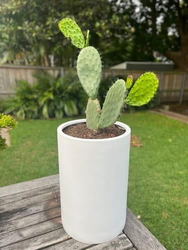 Customer photo review of FREE GIFT - Luxe Gardening Gloves