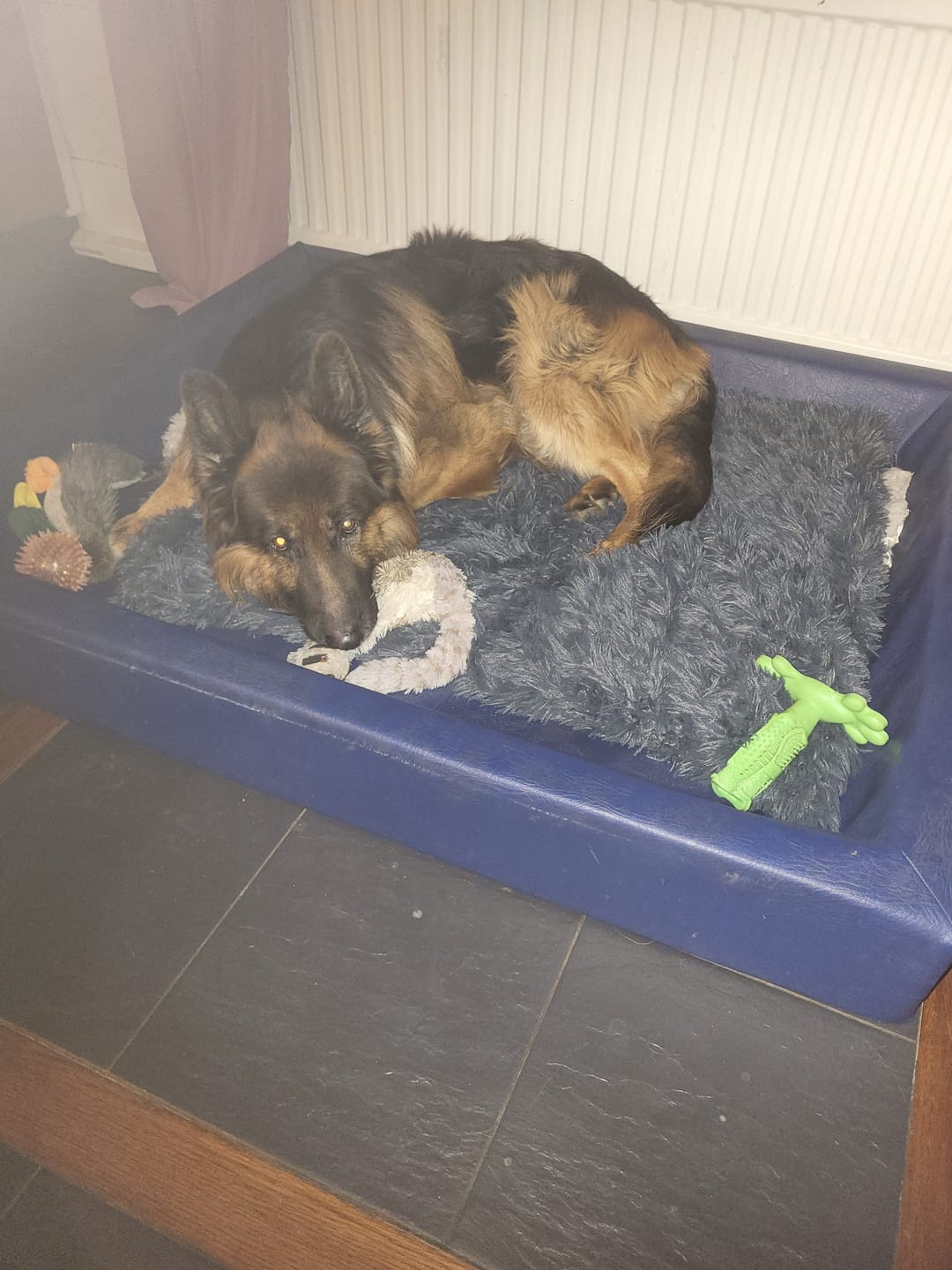 Customer photo review of CalmBlanket