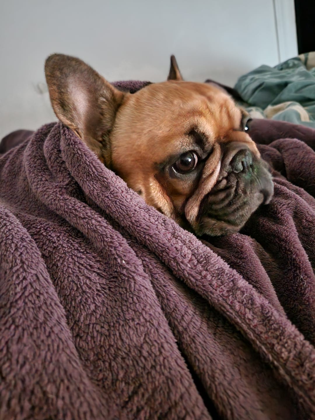 Customer photo review of VetDiet Intestinal suņiem