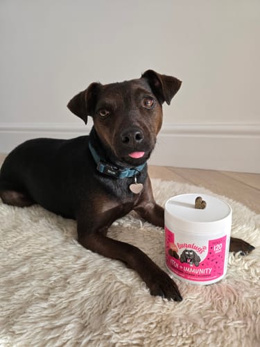 Customer photo review of Itch + Immunity Supplement Chews for Dogs