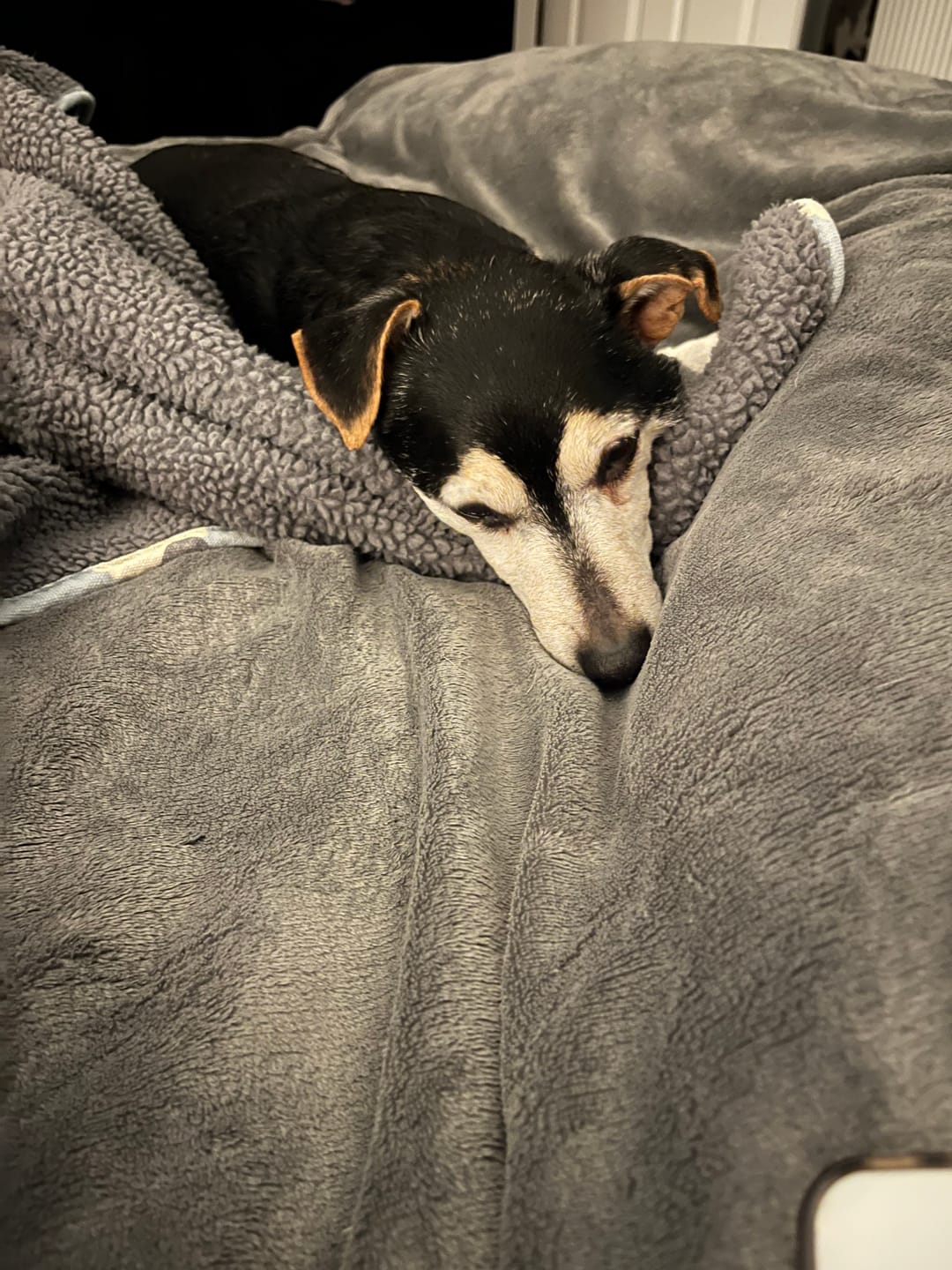Customer photo review of Glucosamine Powder For Dogs