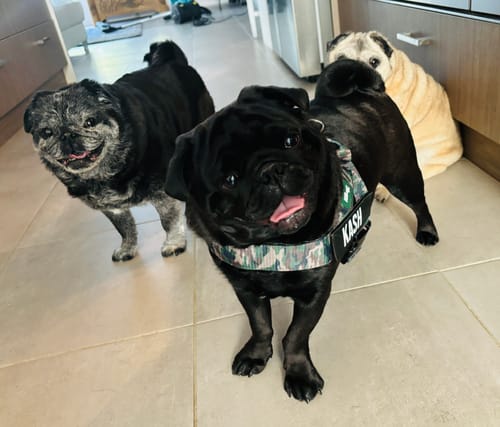 Customer photo review of Dog Harness