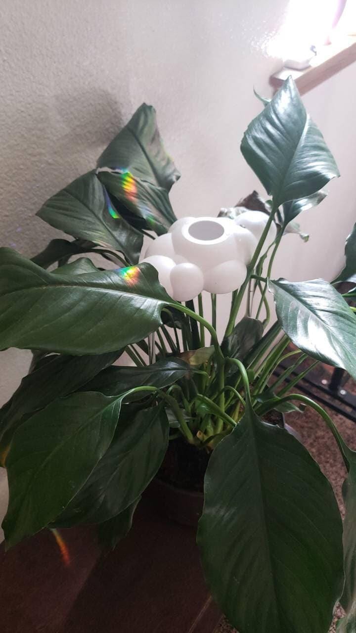 Customer photo review of Original Dripping Rain Cloud