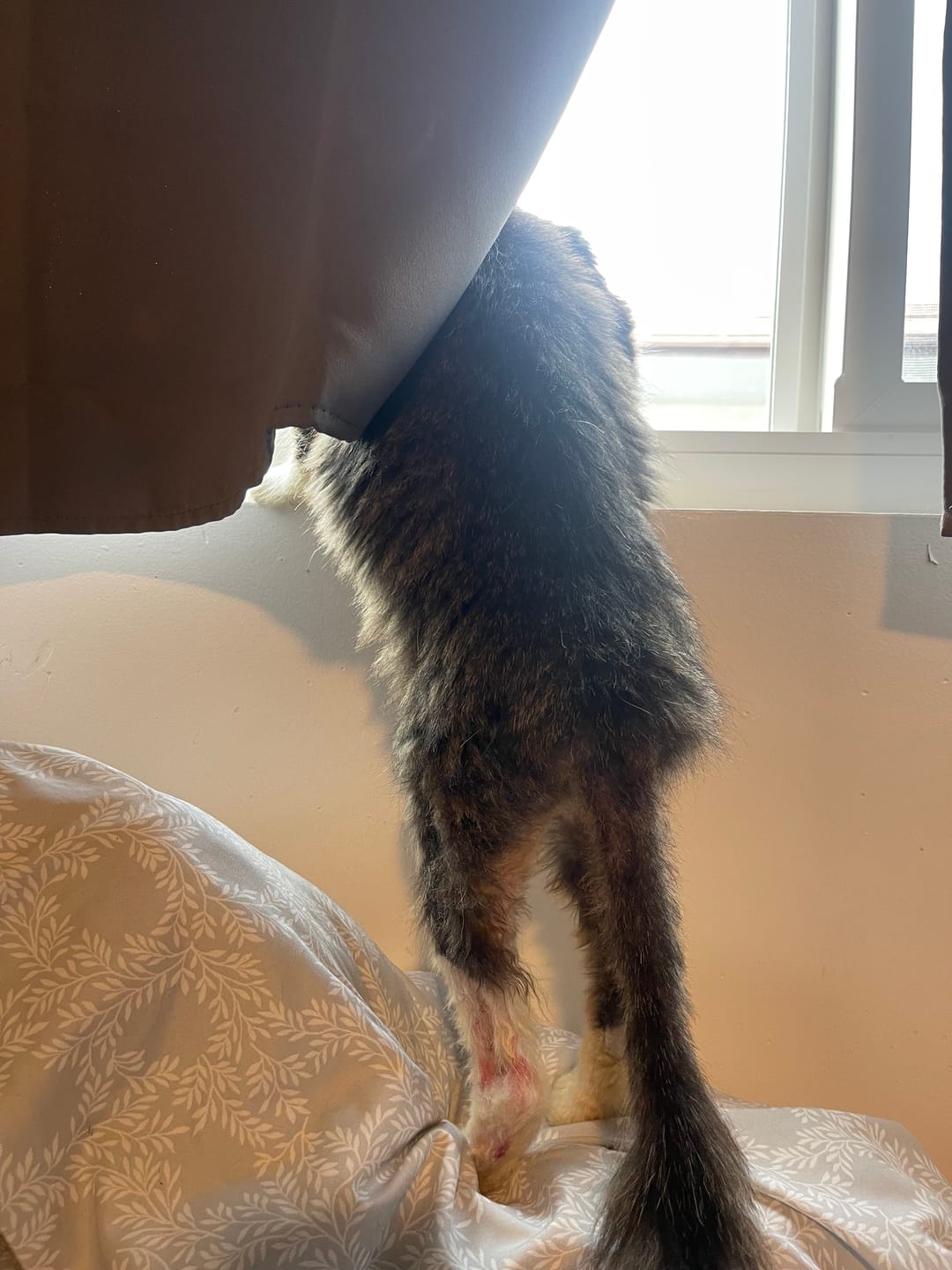 Customer photo review of Royal Canin Veterinary Diet - Urinary SO + Hydrolyzed Protein Dry Cat Food
