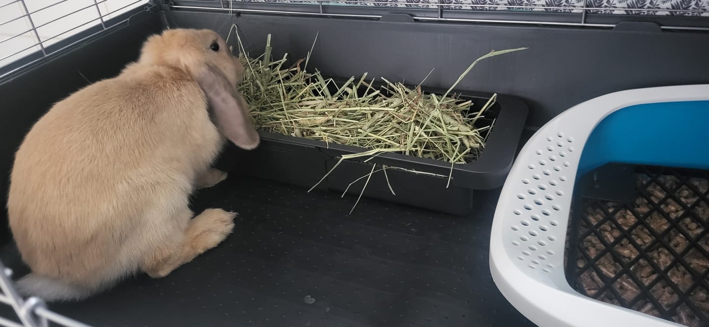 Customer photo review of Feno Timóteo by petter® (Mais opções disponiveis)