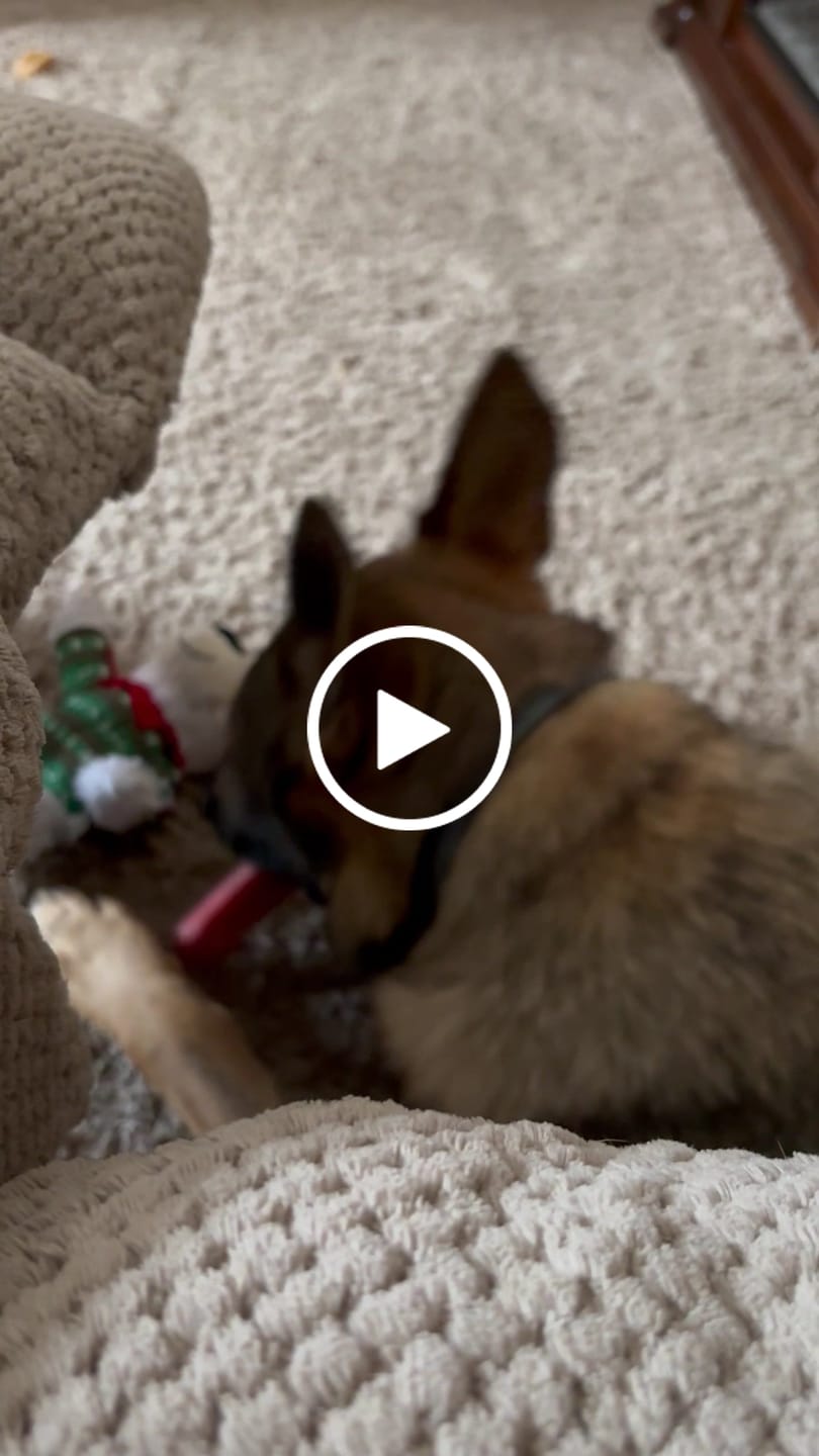Customer video review of SAFE DOG CHEW HOLDER