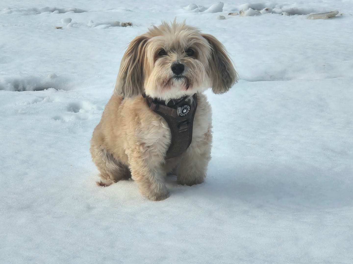 Customer photo review of Trail & Glow Tweed Dog Harness - Oxford Tweed